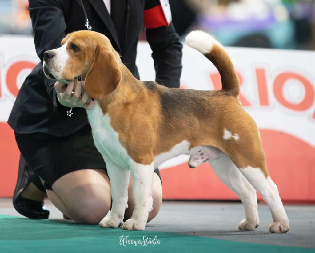 Beagle